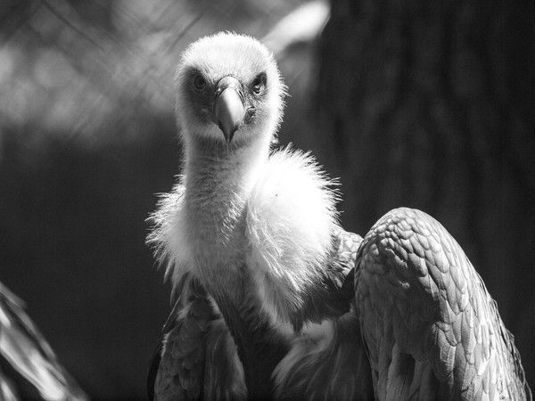 Griffon Vulture