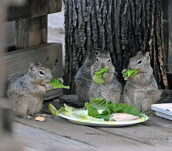 petit repas..hi.hi..