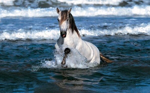 Cheval et mer..