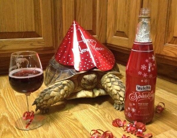 tortue en fête....