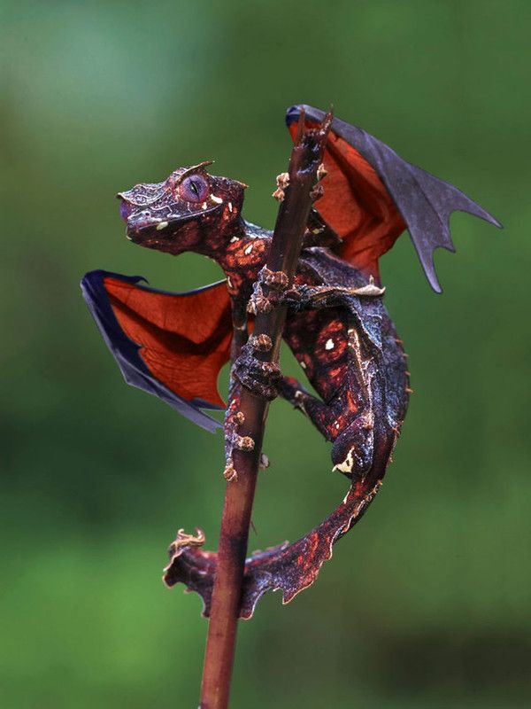 Caméléon dragon....