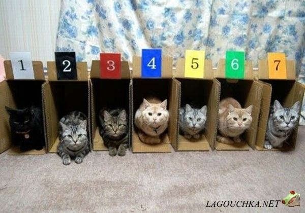 Funny cat  suite