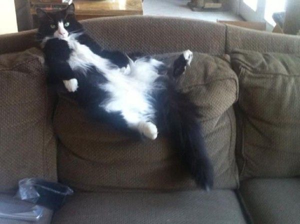 HI..HI..Ce soir à moi..le divan....!