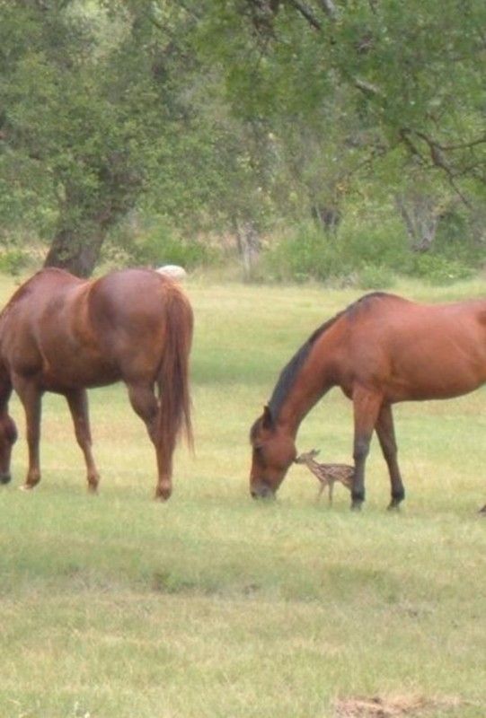 Bébé...biche....et bébé...cheval