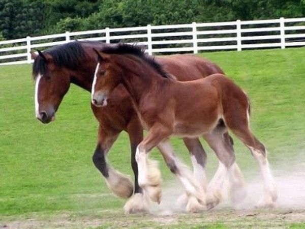Percheron...