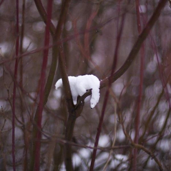 Ours de neige