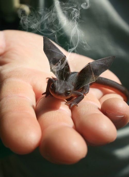 Mini...dragon