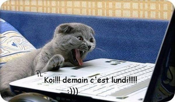 chat me fais..chierrrrrrrr