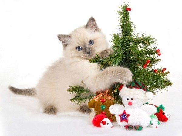 Mddrrrr!!...mon sapin....