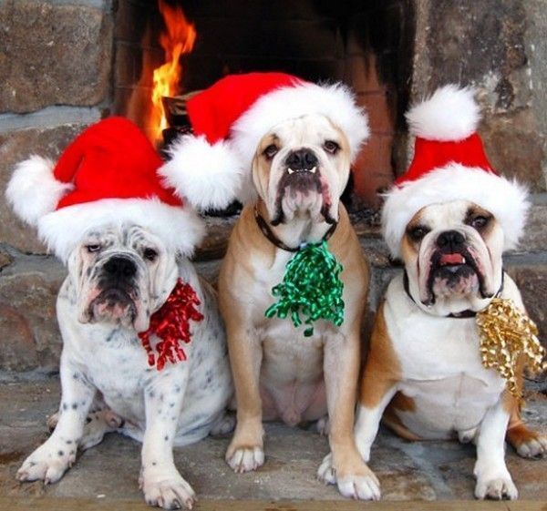 chiens noël....