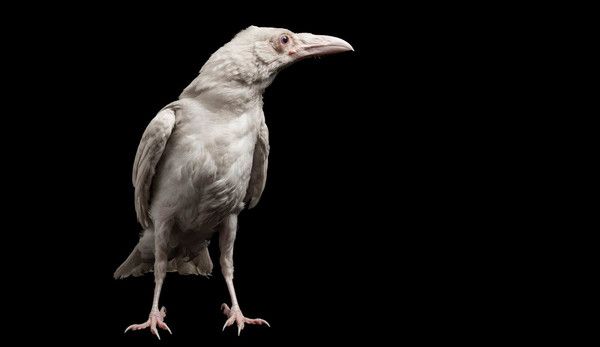 corbeau blanc