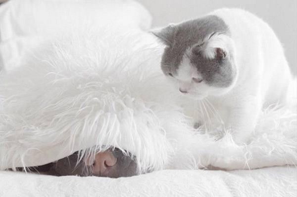 debout...un effort..hi.hi...
