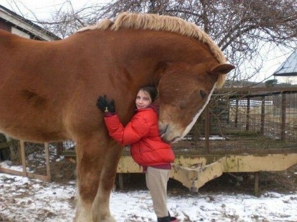 Le cheval Belge...