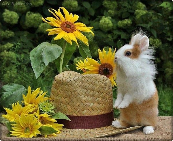 Offre de bel fleurs