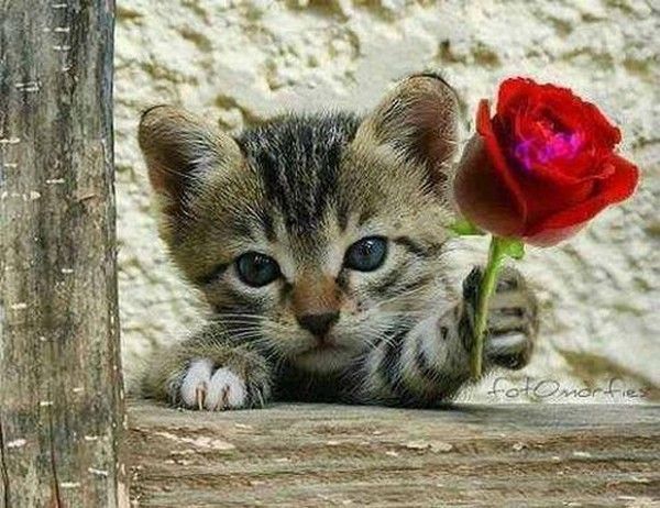 Une rose pour toi...