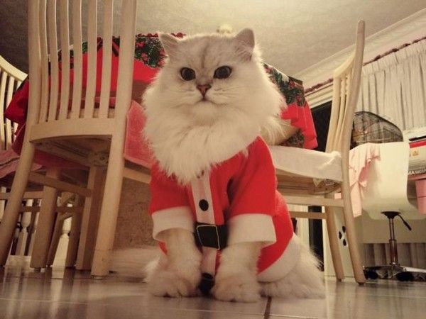 Chat cré...beau père noël