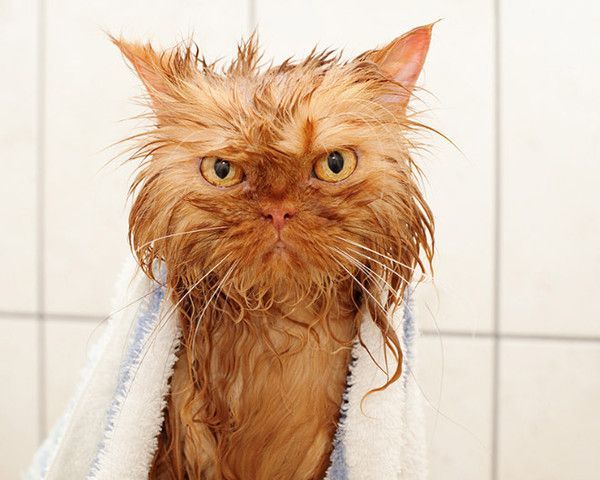 Moi.chat suis mauvais poil..hi.hi..