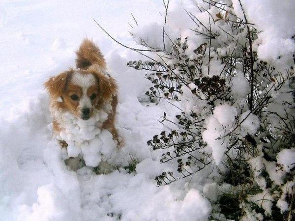 Chien en boulette...