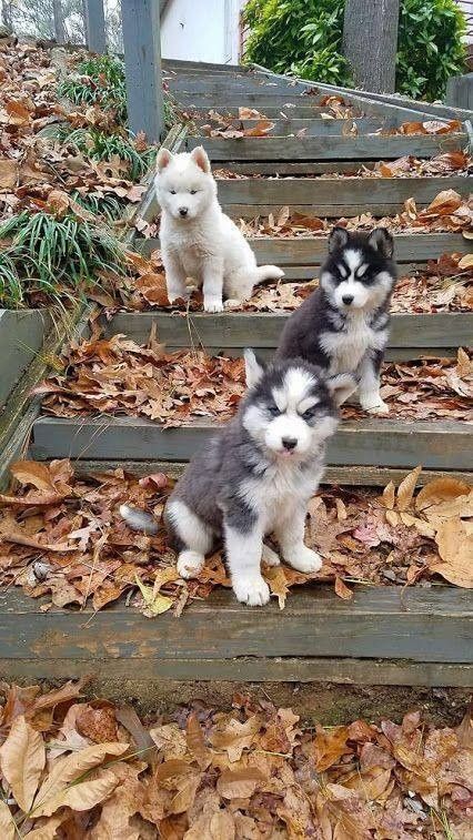 ti chien automne
