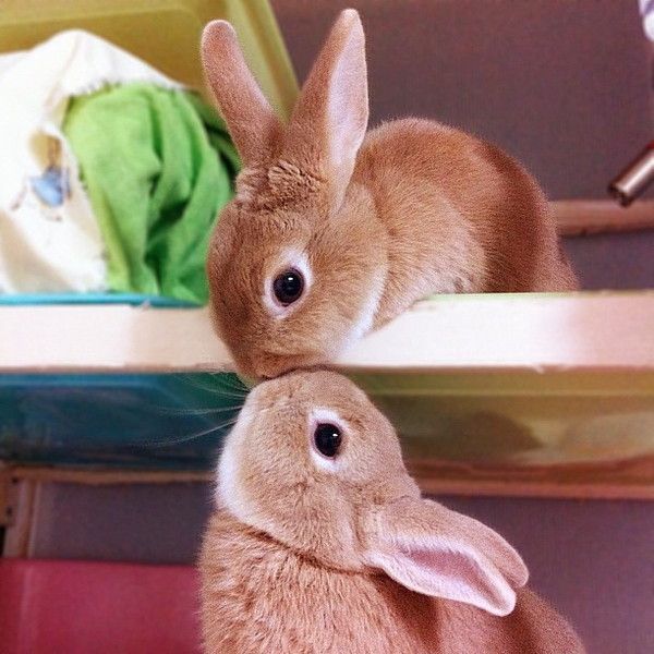 Bisou de pâques