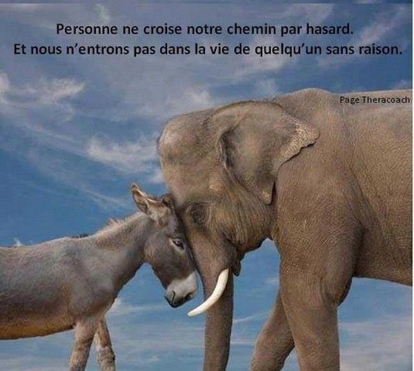 les anges sont