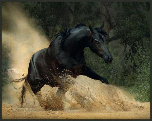 Cheval...
