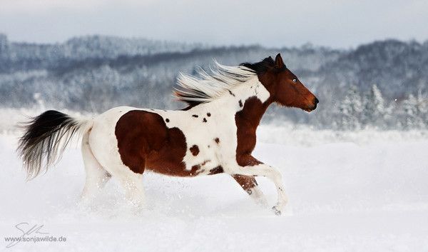 Dans la neige...