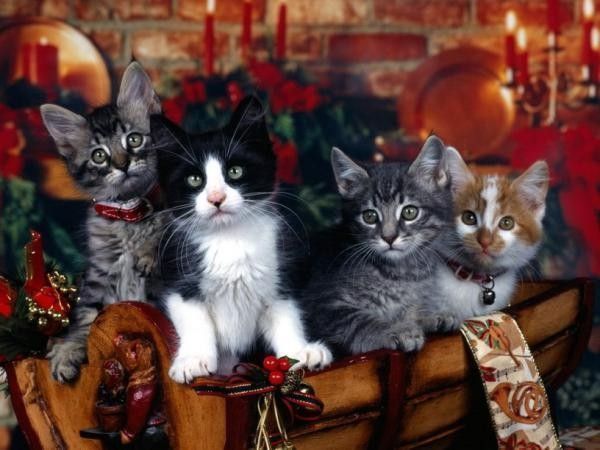 Chats...de noël