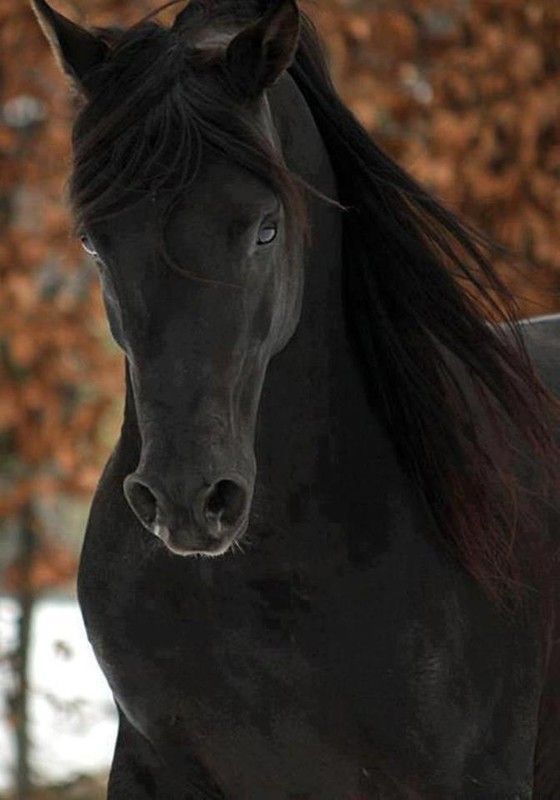 Cheval noir