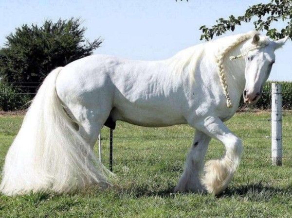 Wow...un cheval tout en beauté....