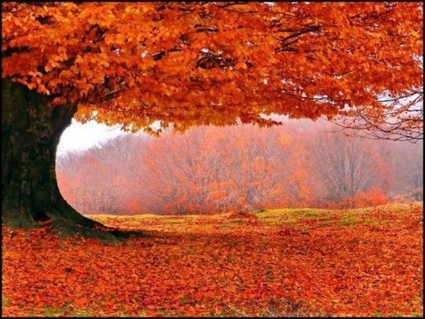 quel.....tapis....