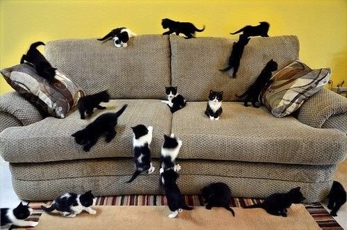 Un divan de chats....