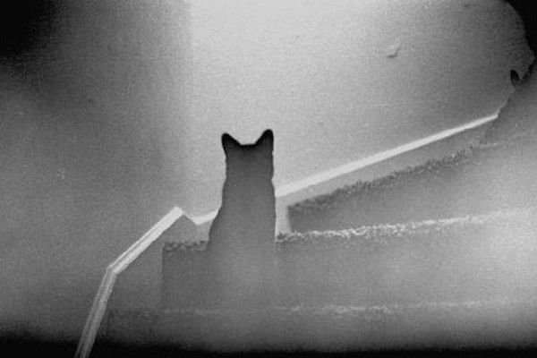 chat noir