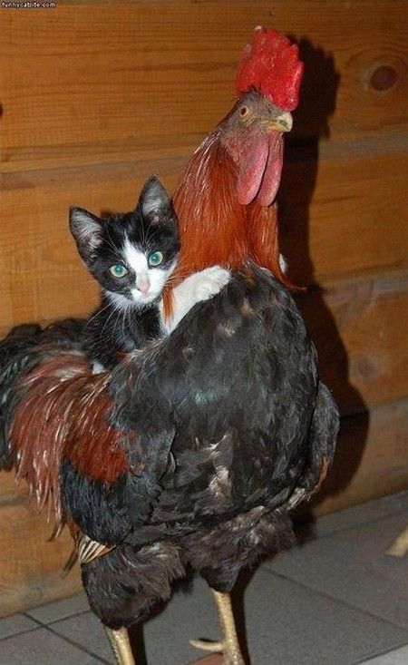 Coco...rico....