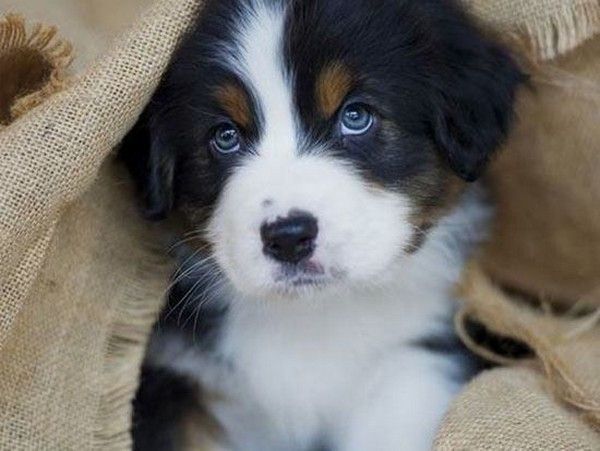 Beau yeux