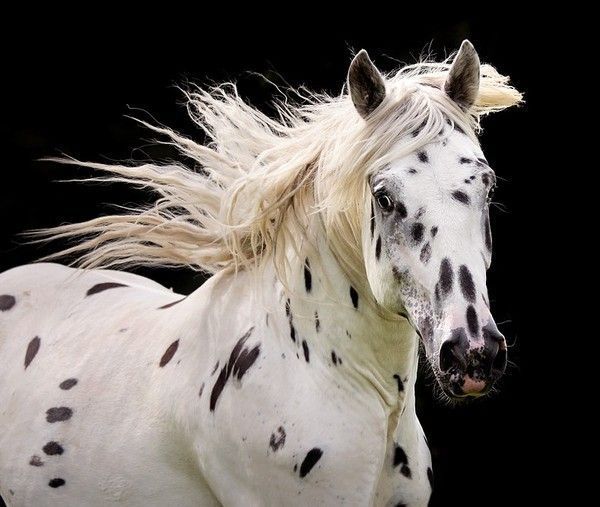 Cheval......