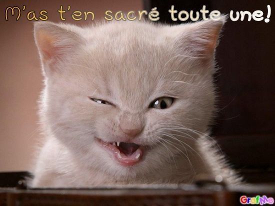 chat prêt pour la vengeance