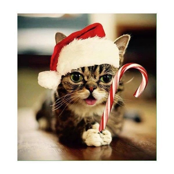 chat de noel