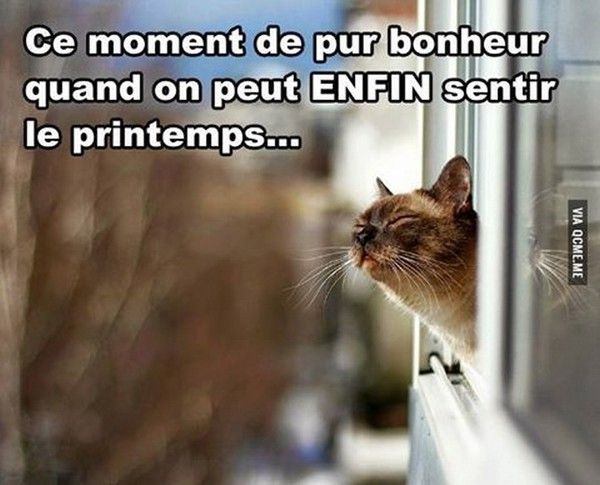 ha chat sent bon....