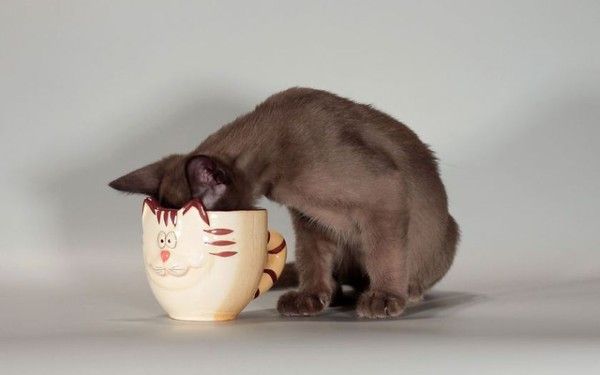 chat tasse..hi.hi...