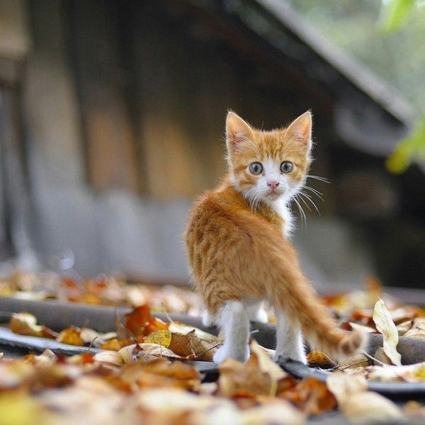 Chat d'automne...