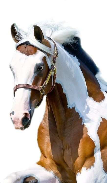 paint horse