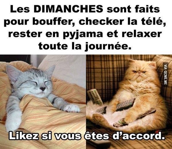 a quoi chat sert