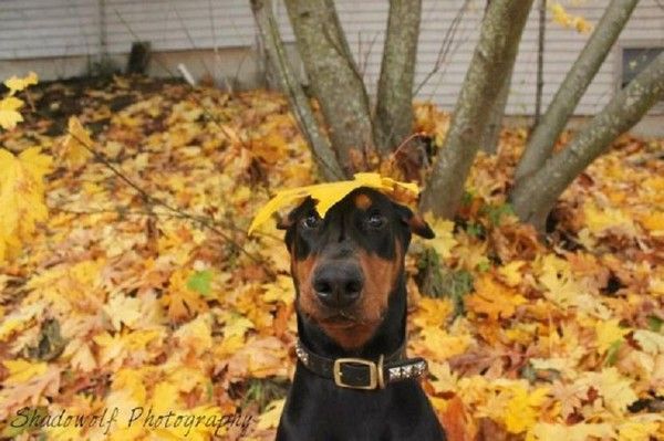 Joli chien automne