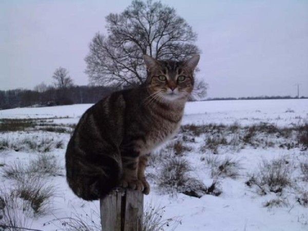 Hiver de chat...hi..hi..