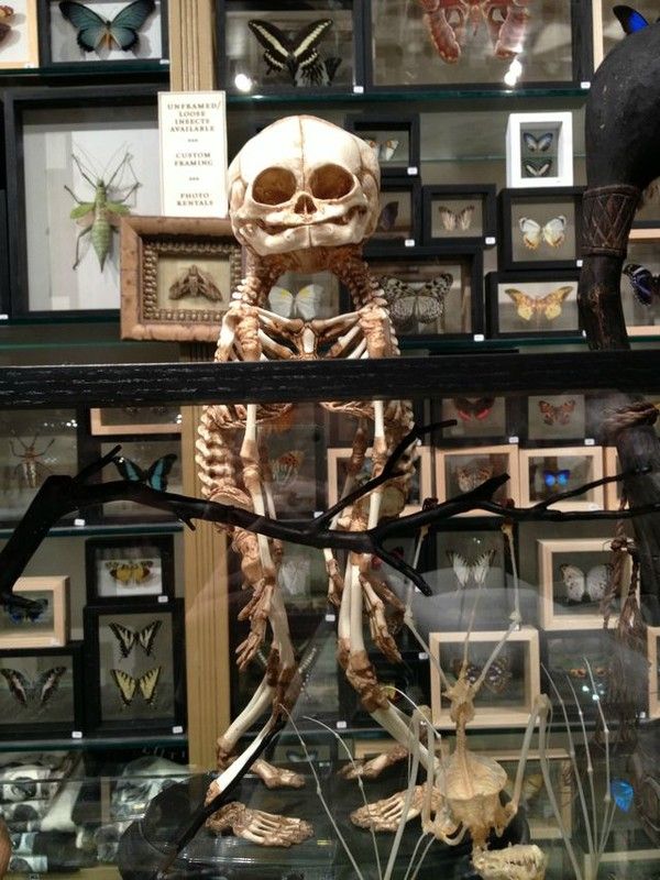 Un squelette de siamois