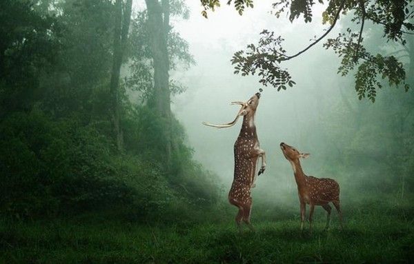 Cadeaux à sa biche...