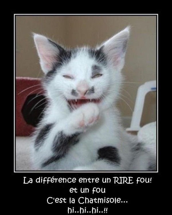 Joke de chat...!