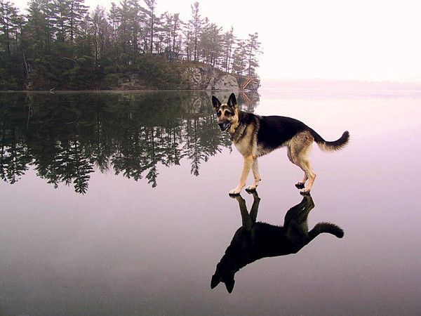 Mon chien...est comme Jésus...