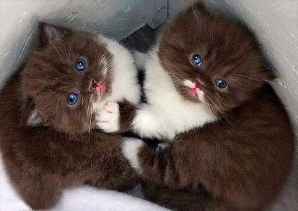 de mignon chatons